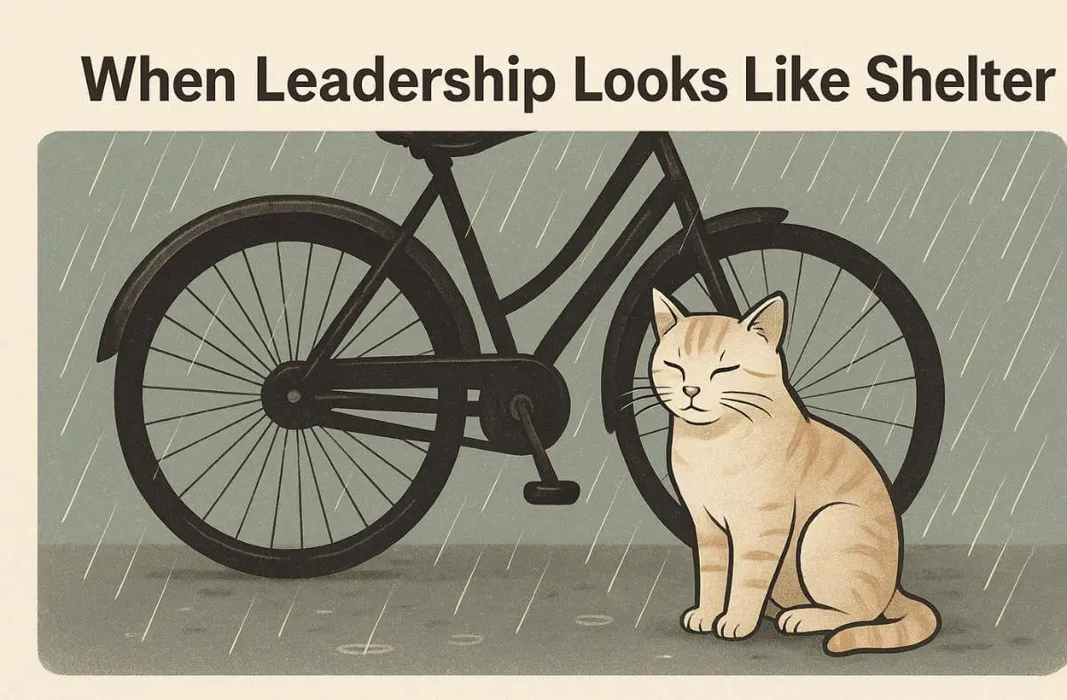a cat and bicycle reminding when leadership looks like a shelter